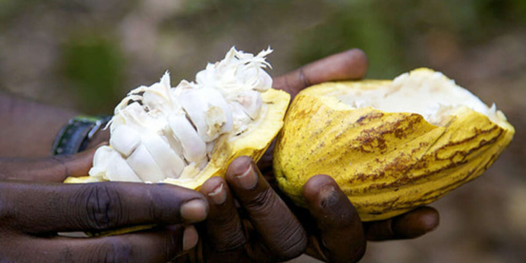 Santé les bienfaits incroyables du Cacao La Nouvelle Tribune