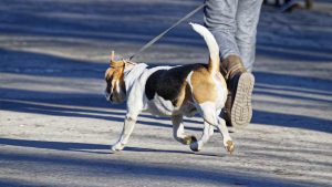 France : une cinquantenaire tue un chien qui s'était attaquée à elle