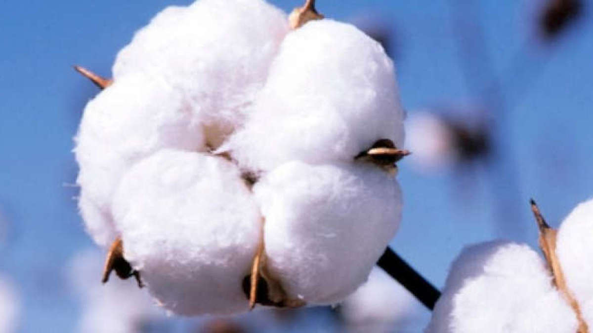 (ENQUETE) Utilisation des pesticides dans la production du coton : De graves menaces pour les producteurs