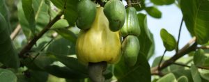 Anacarde