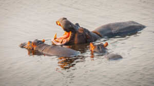 Lac des Hippopotames à Lokossa: Menace d’extinction de l’espèce faunique