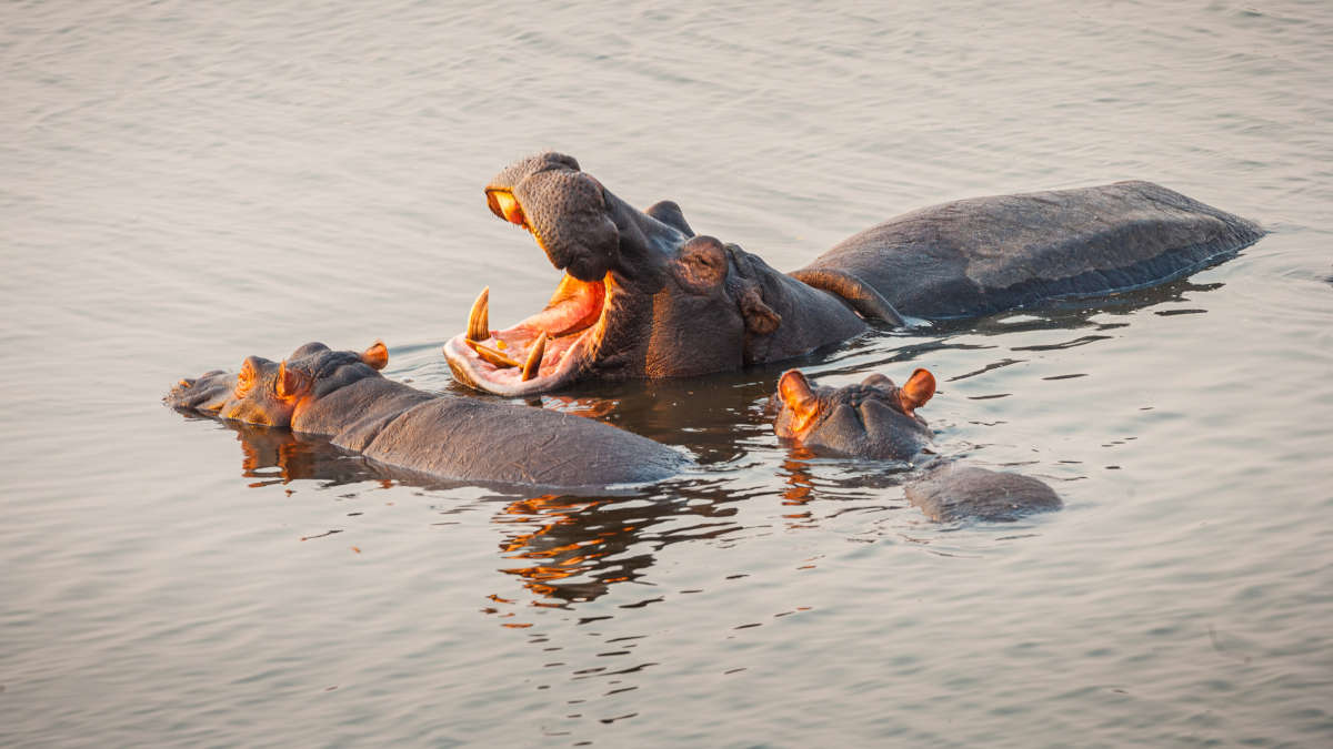 Un gardien de zoo tué par un hippopotame