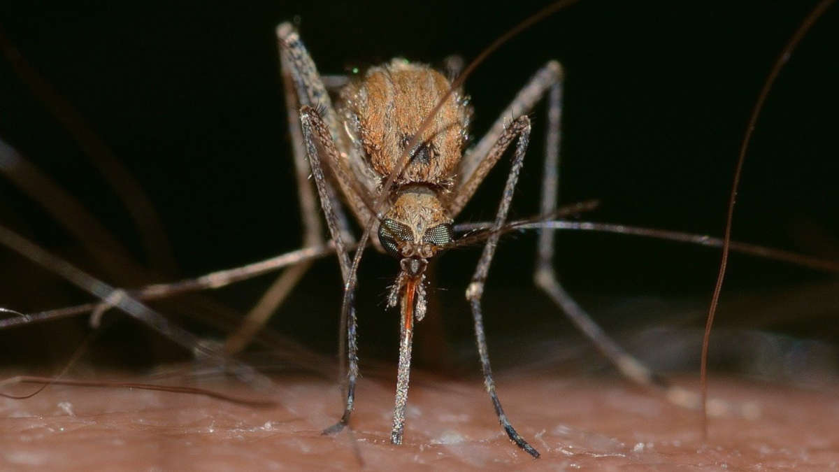 Chikungunya: un vaccin a été autorisé pour la première fois