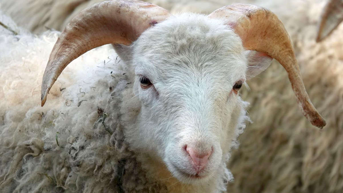 Record du monde! Un mouton vendu 400.000 euros