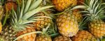 Agriculture au Bénin : recensement des producteurs d'Ananas
