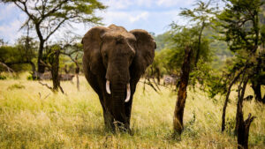 Le nombre d’animaux sur la Terre chute de 69 % en moins de 50 ans