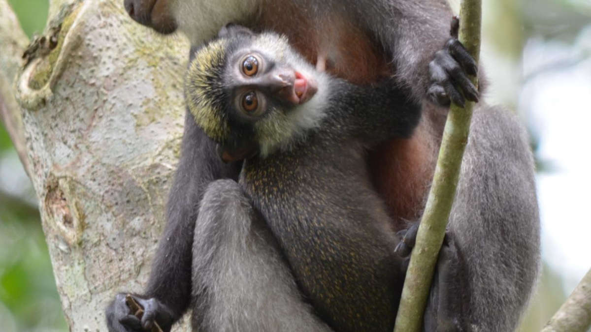 Chine : des scientifiques implantent un gène humain chez des singes