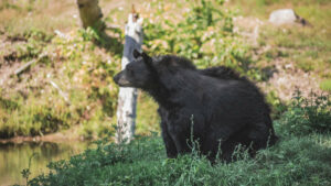 Une mère jette sa fillette dans une fosse à ours dans un zoo (vidéo)