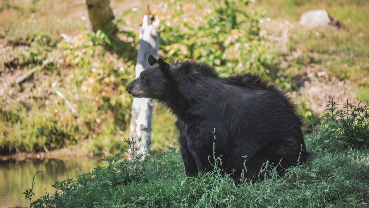 Un ours tue un joggeur en Italie