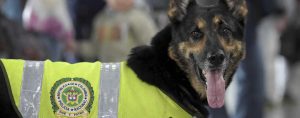 Colombie : Sombra, une chienne menacée de mort par des trafiquants de drogue