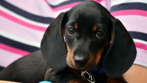 La salive des chiens peut être dangereuse pour l'homme