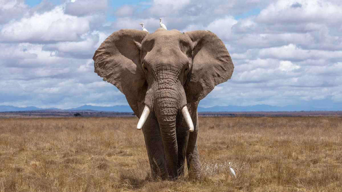 Afrique : la Chine a acheté des dizaines d’éléphants du Zimbabwe