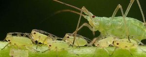 Insectes porteurs de virus : des scientifiques craignent que cela soit utilisé comme arme de guerre