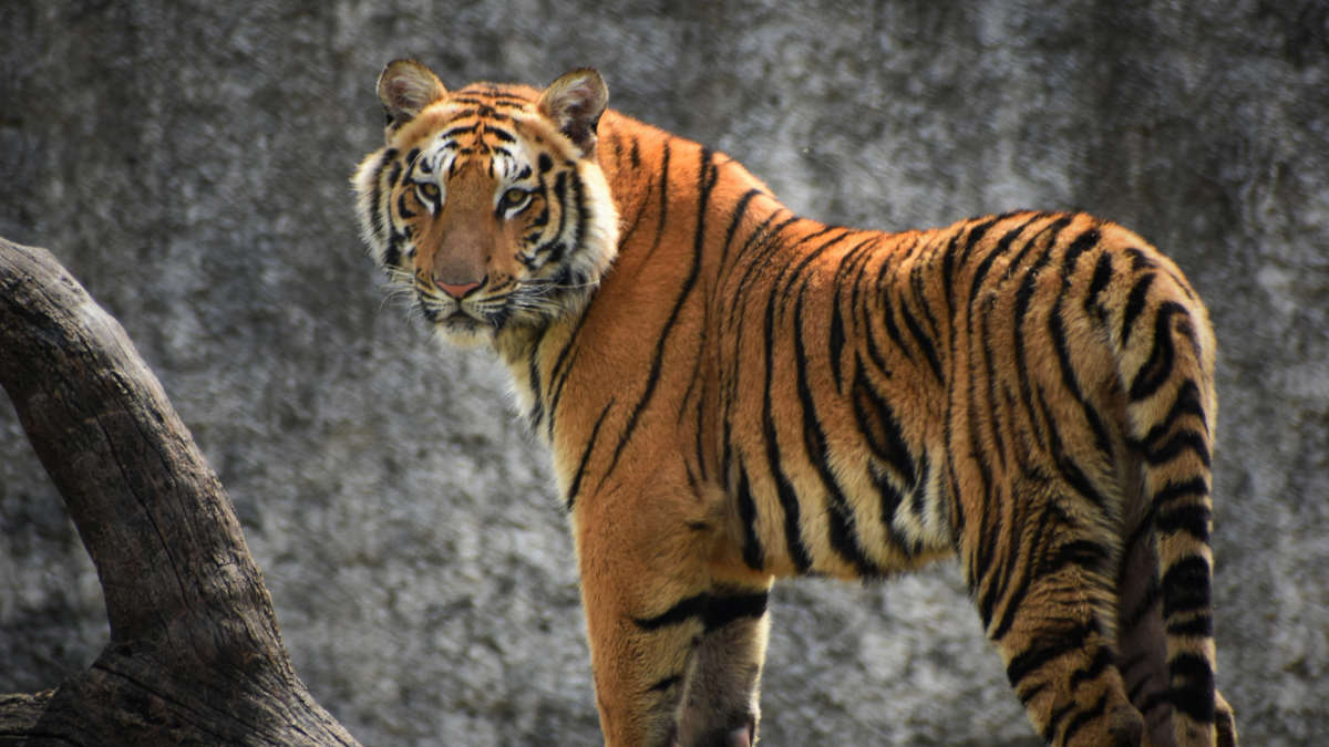 Un tigre échappé d'un zoo en Ukraine capturé en Slovaquie