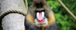 Médecine : vers des greffes d'organes d'animaux chez les hommes