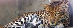 Afrique du Sud : Un enfant tué dans un parc par un léopard