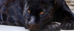 Afrique: première panthère noire photographiée depuis 1909 (dans la région hypothétique du wakanda)