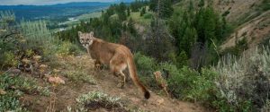 USA : attaqué par un puma, un joggeur le tue à mains nues