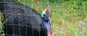 USA : un casoar, oiseau le plus dangereux au monde, tue son propriétaire