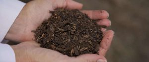 USA : après l’incinération voici venu le temps du « compost humain »