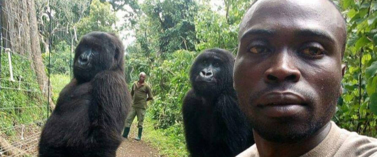 Selfie avec des gorilles : un des collègues du garde-forestier tué