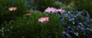 France : décès d’un homme qui a consommé une plante de son jardin