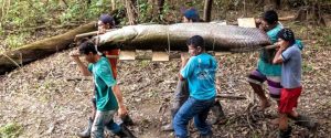Pirarucu : un poisson géant de l’Amazonie sauvé de l’extinction