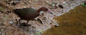 Râle de cuvier : réapparition de l'oiseau qui a disparu il y a plus de 100.000 ans