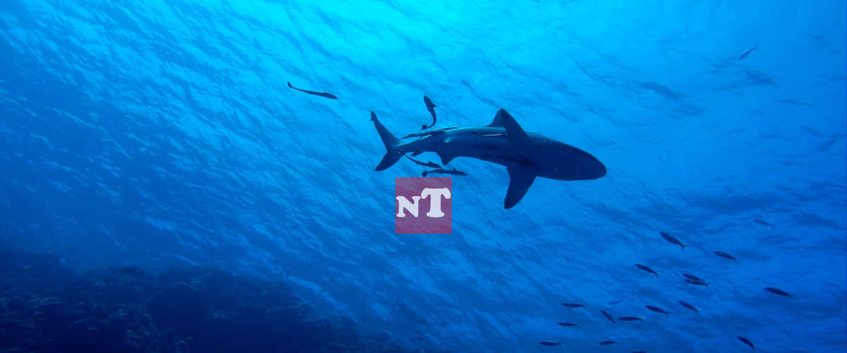 Une française grièvement blessée par un requin pendant ses vacances