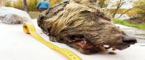 Sibérie : La tête d'un loup géant préhistorique découvert en parfaite conservation