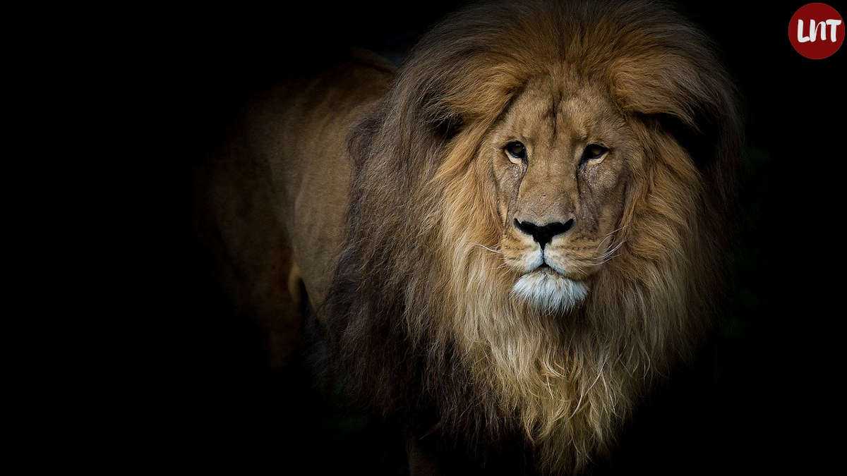 Des lions dévorent le propriétaire d'un zoo privé, une histoire tragique en Slovaquie