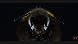 France : attaqué par des centaines d’abeilles, son pronostic vital est engagé