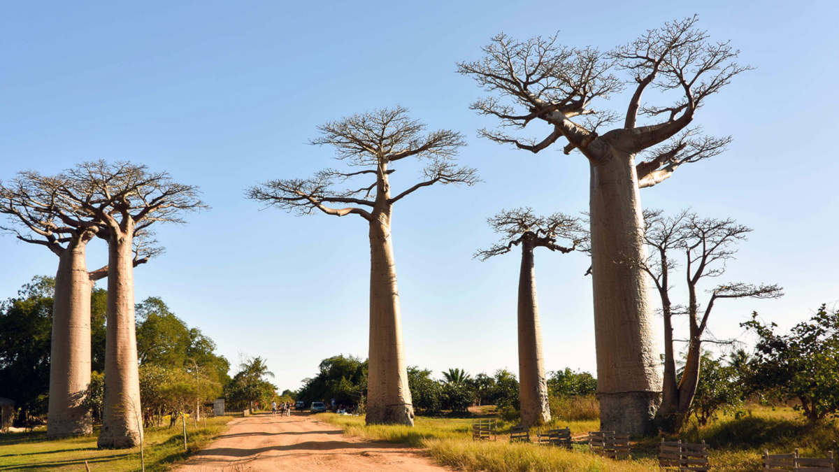 Tout savoir sur le baobab  l arbre miracle africain La 