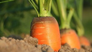 Maroc : les exportations agricoles progressent malgré la sécheresse