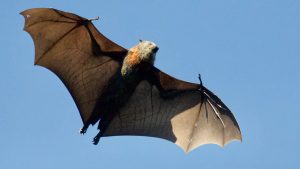 Chauves-souris: Après le covid-19, inquiétudes autour d'un autre virus