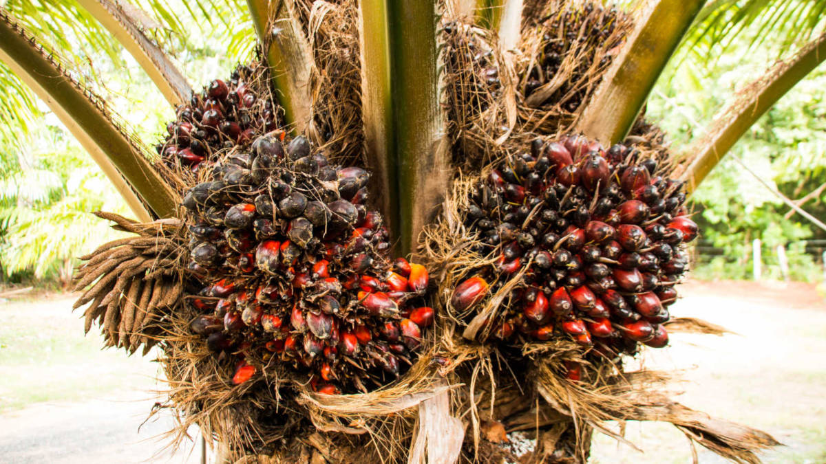Bénin : Des hectares de plantation de palmier à huile détruits par des chenilles