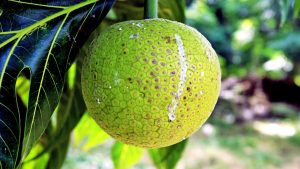 Arbre à pain (blèfoutou) : histoire, utilisations et consommation