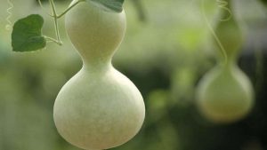 Le Calebassier gourde : des bols, de la décoration, des instruments de musique et des vertus