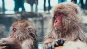 La Chine a cloné avec succès un singe
