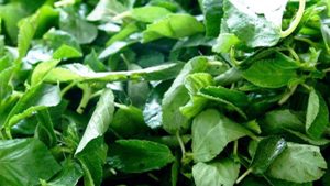 La corète potagère (adémé), une feuille légume à ne pas négliger