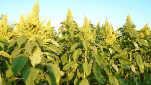 Fotètè, l'amarante (amaranthe) verte et nutritive
