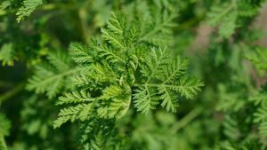 L'Artemisia : Espèces et Apports polythérapeutiques puissants