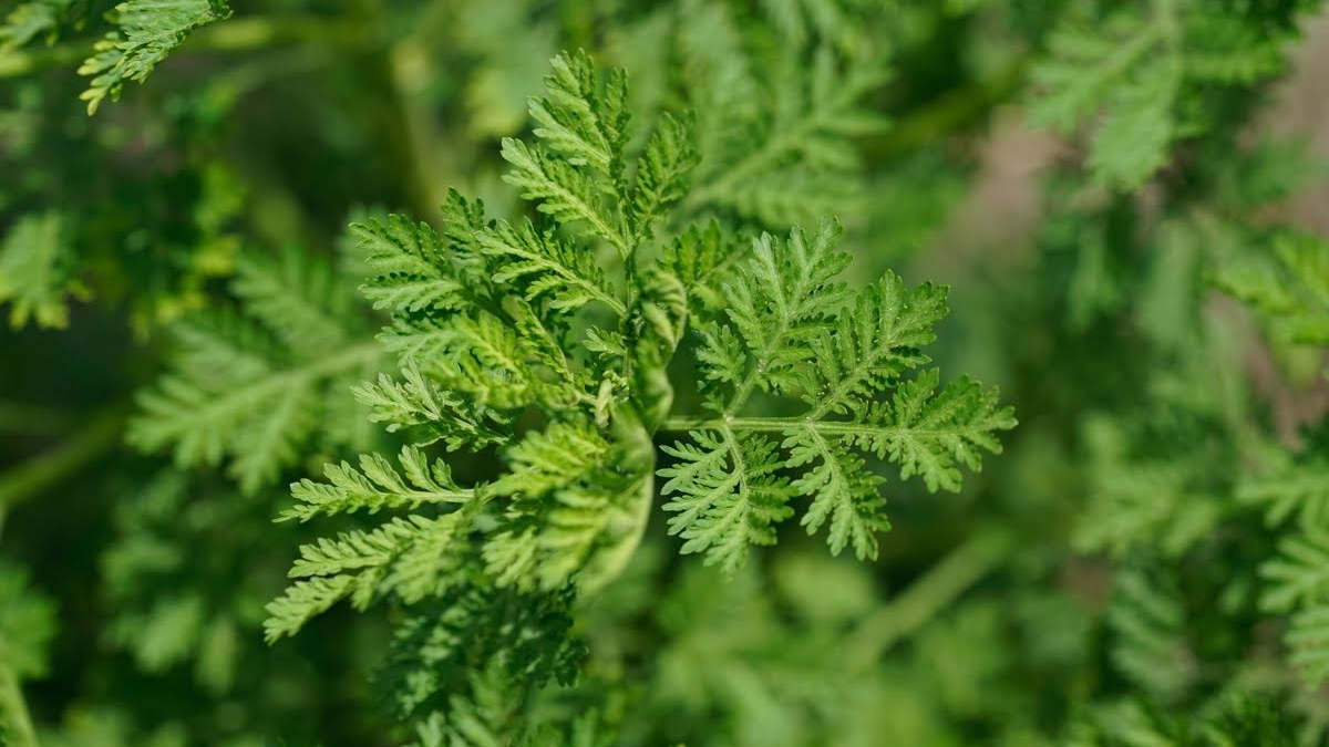 L'Artemisia : Espèces et Apports polythérapeutiques puissants – La Nouvelle  Tribune