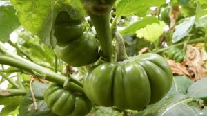 Aubergine Africaine et ses feuilles gboma enrichissent vos repas et votre bien-être