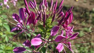 Le cleome, une plante tropicale arômatisante qui vous captive