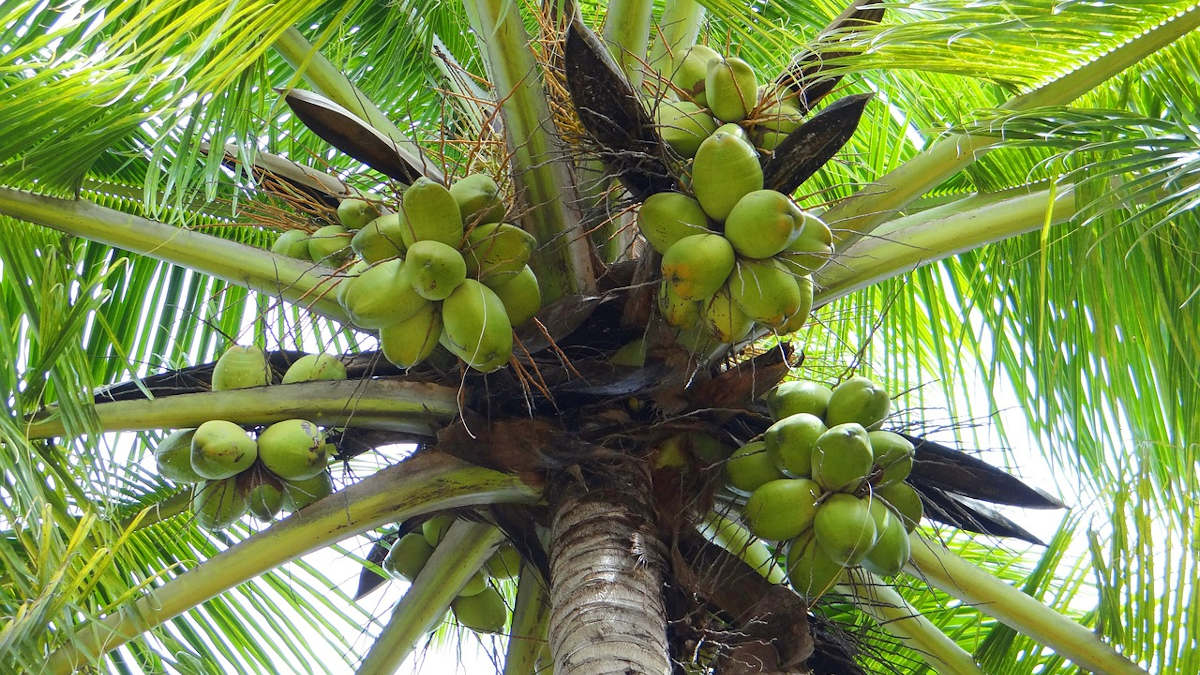 Le cocotier : un palmier élégant réputé pour ses multiples usages
