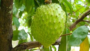 Le corossolier, un arbuste et un fruit thérapeutiques