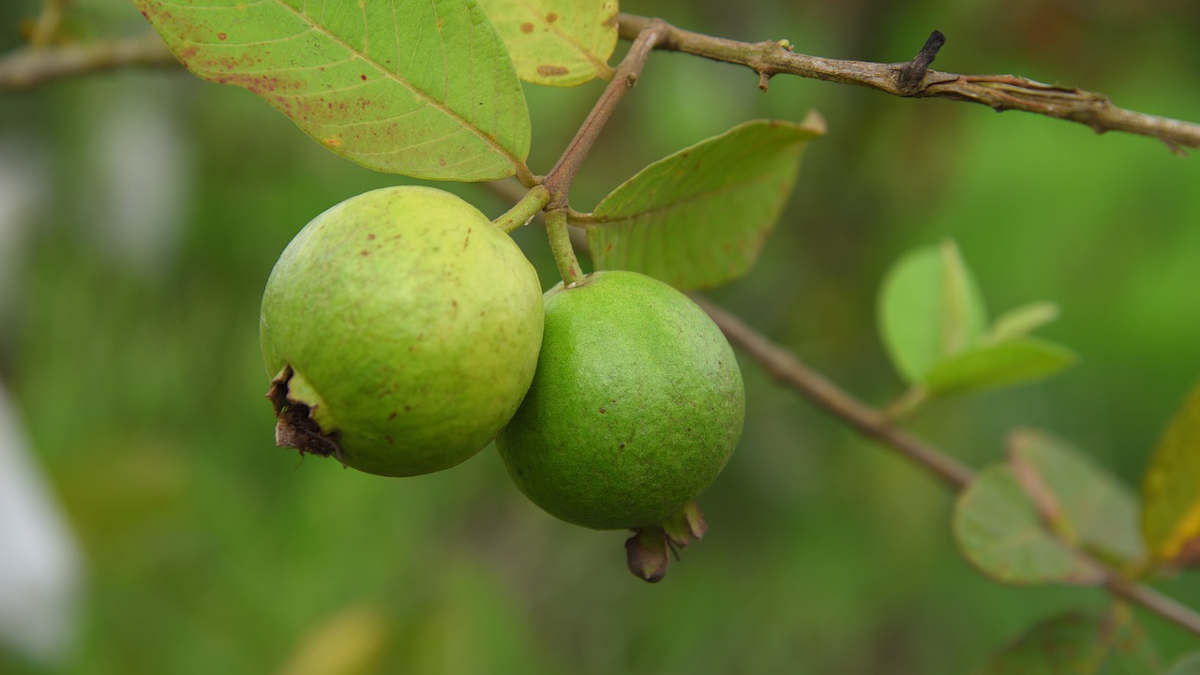 Goyavier : un arbre et des fruits avec du potentiel