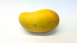 Le manguier et sa mangue : Fruits et chlorophylle vertueux