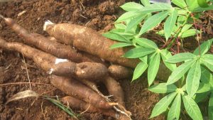 Manioc : Des feuilles aux racines incroyablement digestibles